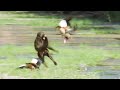 Baboons Hunt Baby Geese | Elephant Nomads of the Namib Desert | BBC Earth