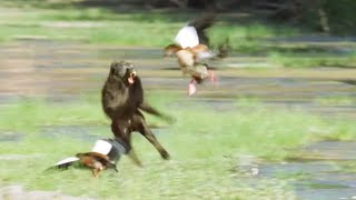 Baboons Hunt Baby Geese Elephant Nomads Of The Namib Desert Bbc Earth