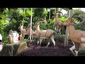 Pattaya Botanical Garden Nong Nooch 1 Day Trip Паттайя Ботанический Сад Нонг Нуч