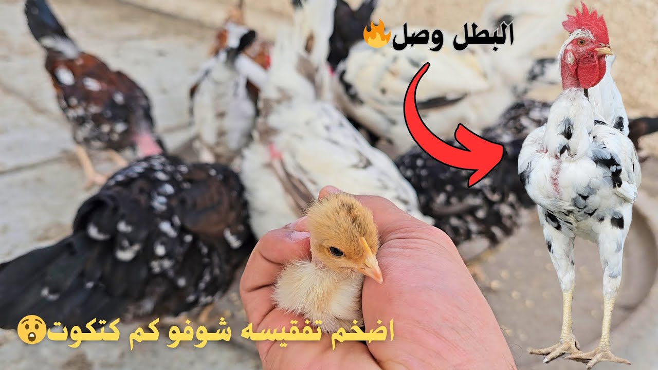 أكبر تفقيسه صارت🐣+متابعه صحه الصيصان ✅+تم تلقيح المحمية