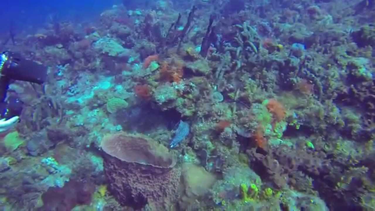 Moray Eel strikes Lionfish YouTube