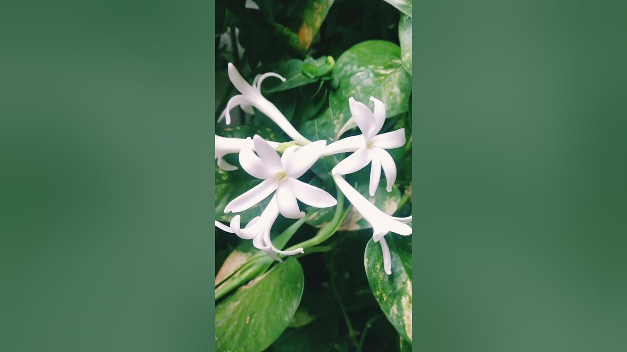 Rajnigandha plant😍🔥 The perfume is too good! Nishigandha, tube rose