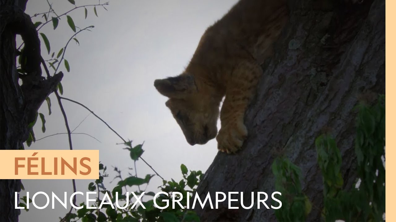 Une lionne montre à ses petits comment grimper aux arbres