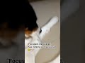 “Focused. Dedicated. Paw-licking professional 😂🐶”#paws #dogshorts #dogs