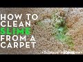 How To Clean Slime From a Carpet