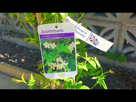 Video: Är jasminum officinale ätbar?