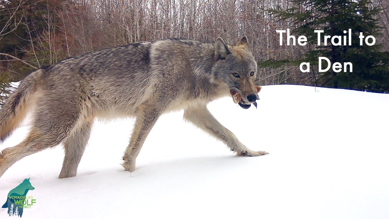 The trail to a wolf den