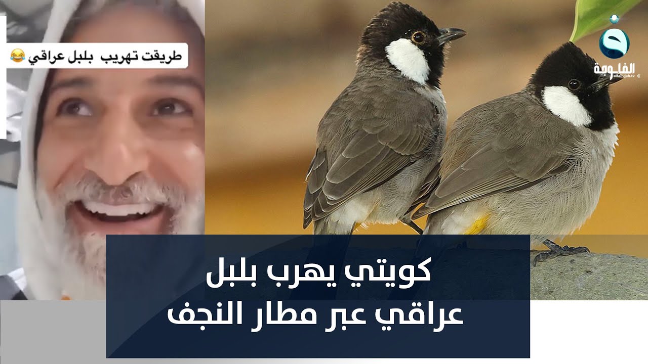 كويتي يهرب بلبلا عراقيا عبر مطار النجف مستخدما الجواريب