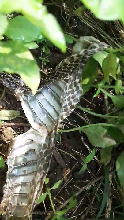 when I passed this, the snake's remains were really big