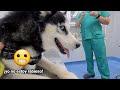 Reacción de mi perro cuando va al veterinario a que le pongan vacuna de la la rabia