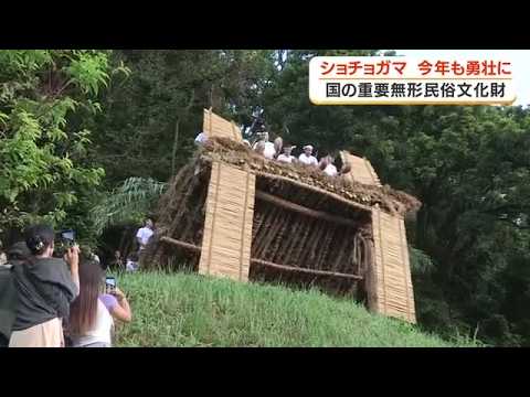 国の重要無形民俗文化財「ショチョガマ」 今年も勇壮に 鹿児島・龍郷町 (26/09/19 18:21)