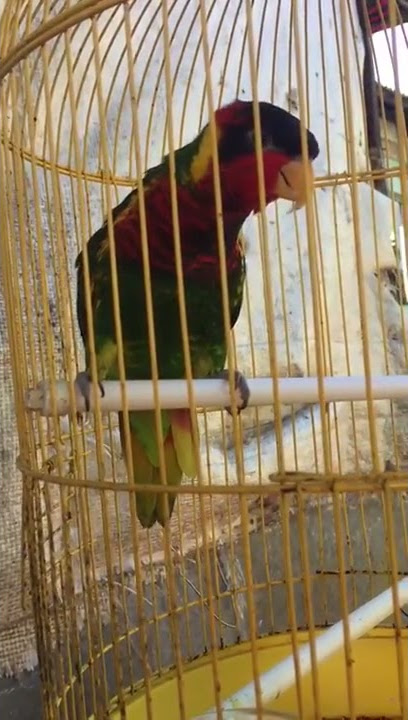 Suara Nuri Dora cocok untuk melatih burung nuri lain