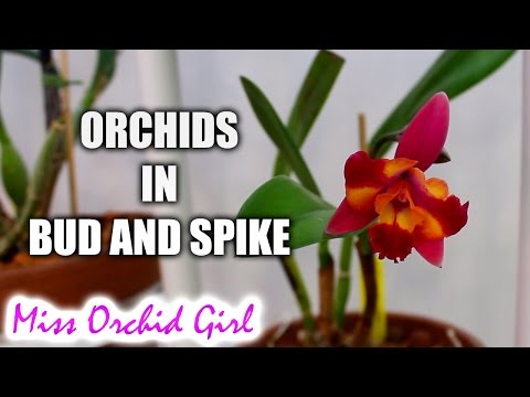 Video: Kukua Orchids Epidendrum - Jinsi ya Kutunza Epidendrums