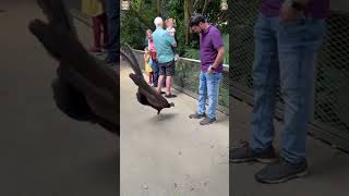 When birds enter full panic mode #animals #woodpecker #wildlifeplanet #fastandfurious #ah
