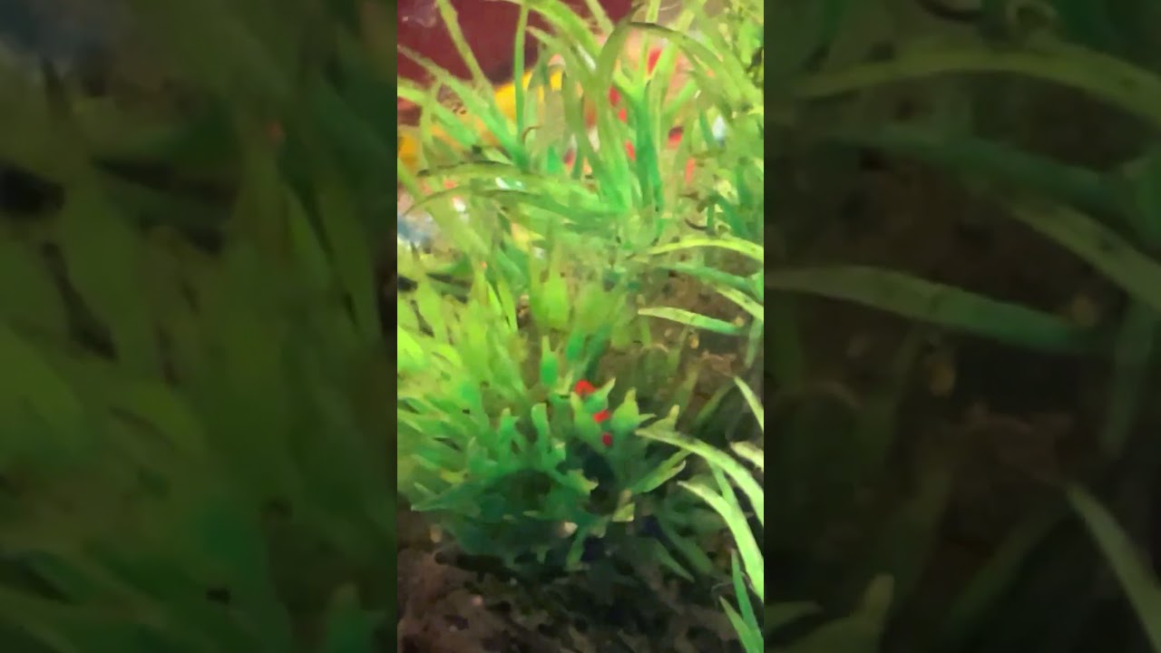 Wrigglers! Look at them all! The next stage of jewel cichlid development!