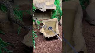 Anery Super Dwarf Reticulated Python #shorts #snake #animals #pets #wildlife #reticulatedpython Wealth