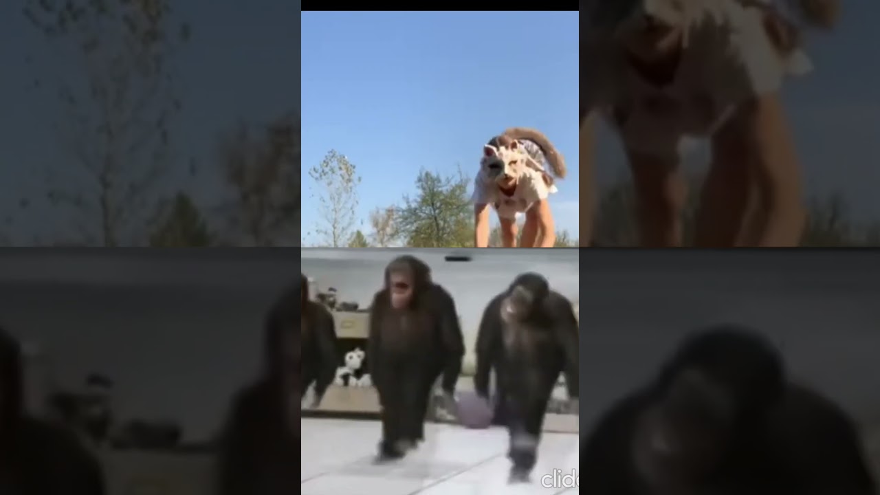 анти квадробика 