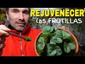 ✅ PLANTAS de Frutillas VIEJAS? Qué HACER antes de Primavera ? Cómo REVIVIR🍓