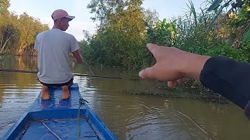 379 . Bơi Xuồng Cắm Câu Cá Lóc Mồi Nhái Trên Sông | Cá Trê Nướng Than | Đất Long An fishing