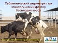 Михаил Белоконь: Субклинический эндометрит как этиологический фактор бесплодия коров