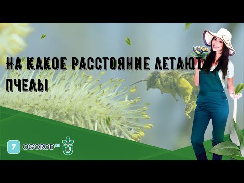 На какое расстояние летают пчелы