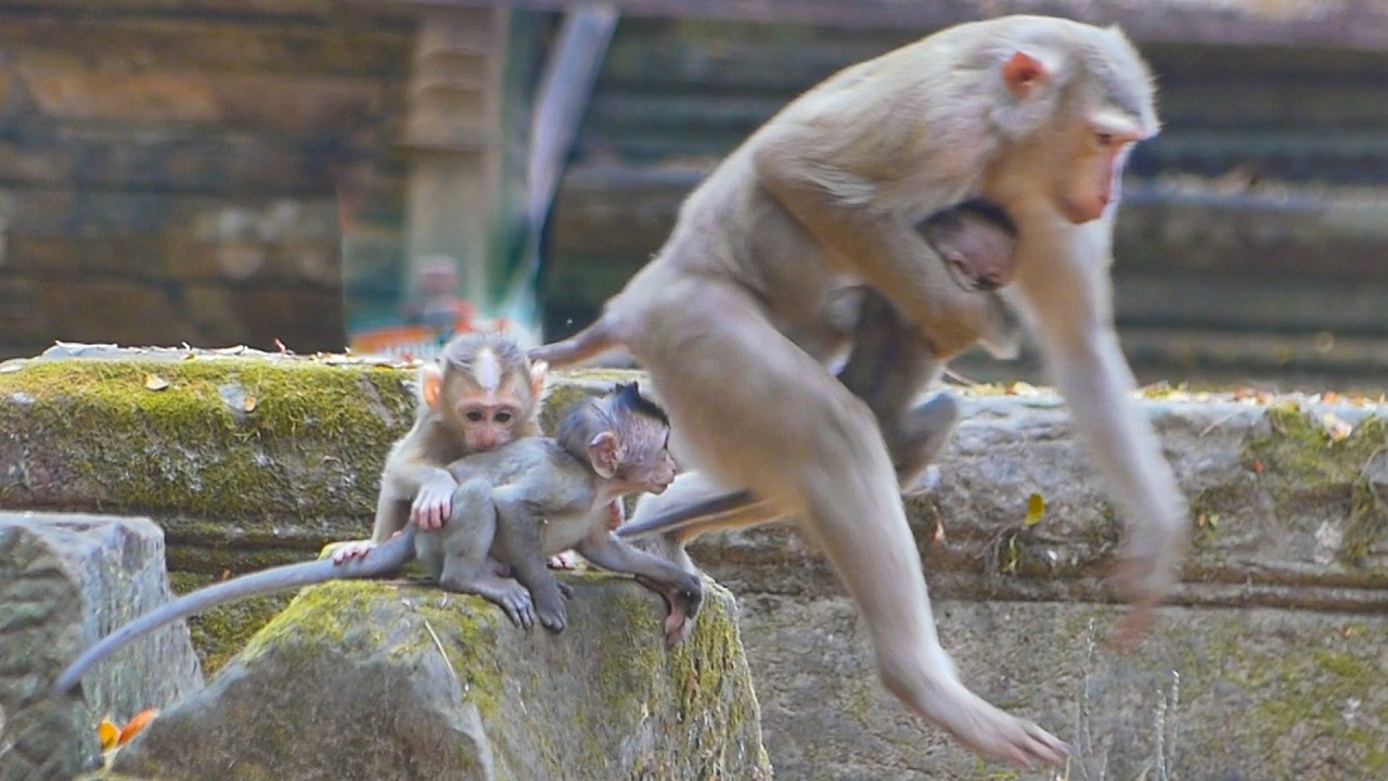 Hilarious confused taking long-tail baby as her Lucan & How adorable Lucan