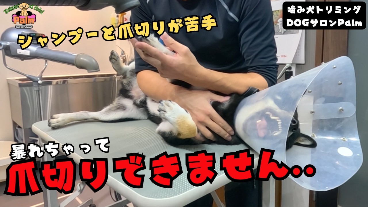 【初来店】飼い主さんが丁寧にシャンプー・爪切りをしていたが、大きくなるにつれて暴れるように噛みつくようになった柴犬の噛み犬グルーミング！！