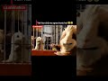 Yeh Har Chij Me Agree Karte Hai 😂😂 | Funny Hamster Video | G-Force Hindi Dubbed Scene #shorts #short