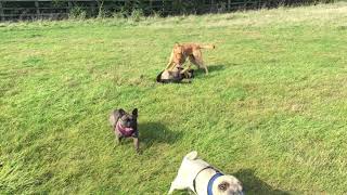 Pooch playtime 🐶