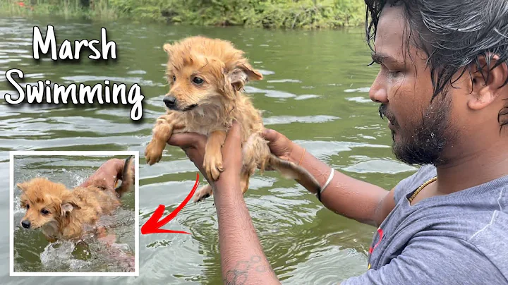 Marsh swimming for the First time  *He got scared*