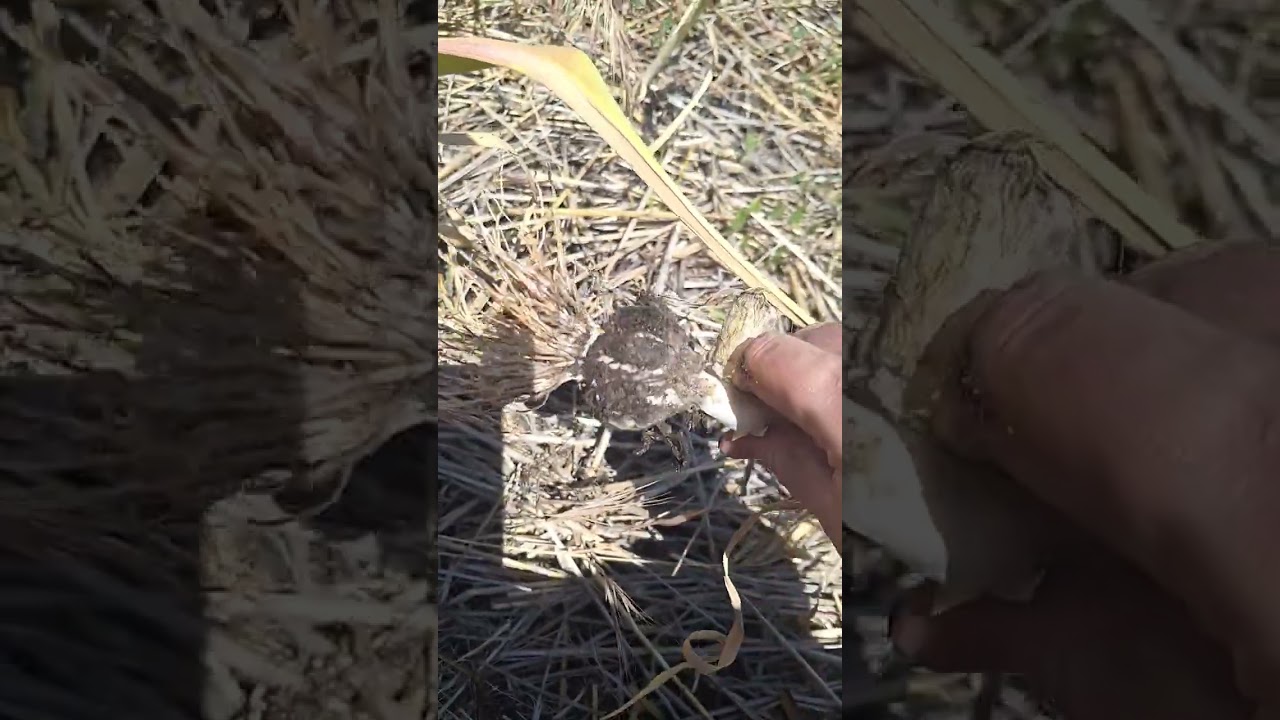 First Garlic Harvest at Solar Acres! 