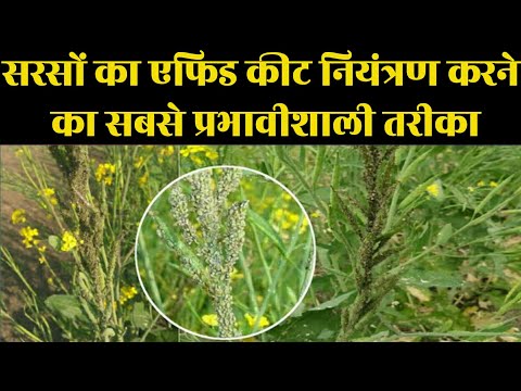 वीडियो: गार्डन बज़र्ड - ऋषि और आवश्यक तेल फसलों का एक कीट