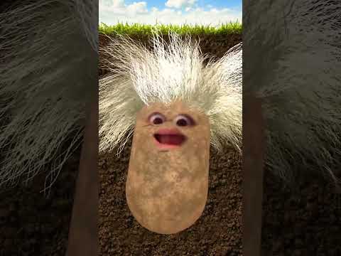 ثلاثة بيض مقلي كيس بطاطس Shorts