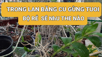 @ chăm bằng GE GỪNG. rê nhiều như này thì trồng  như nào cb