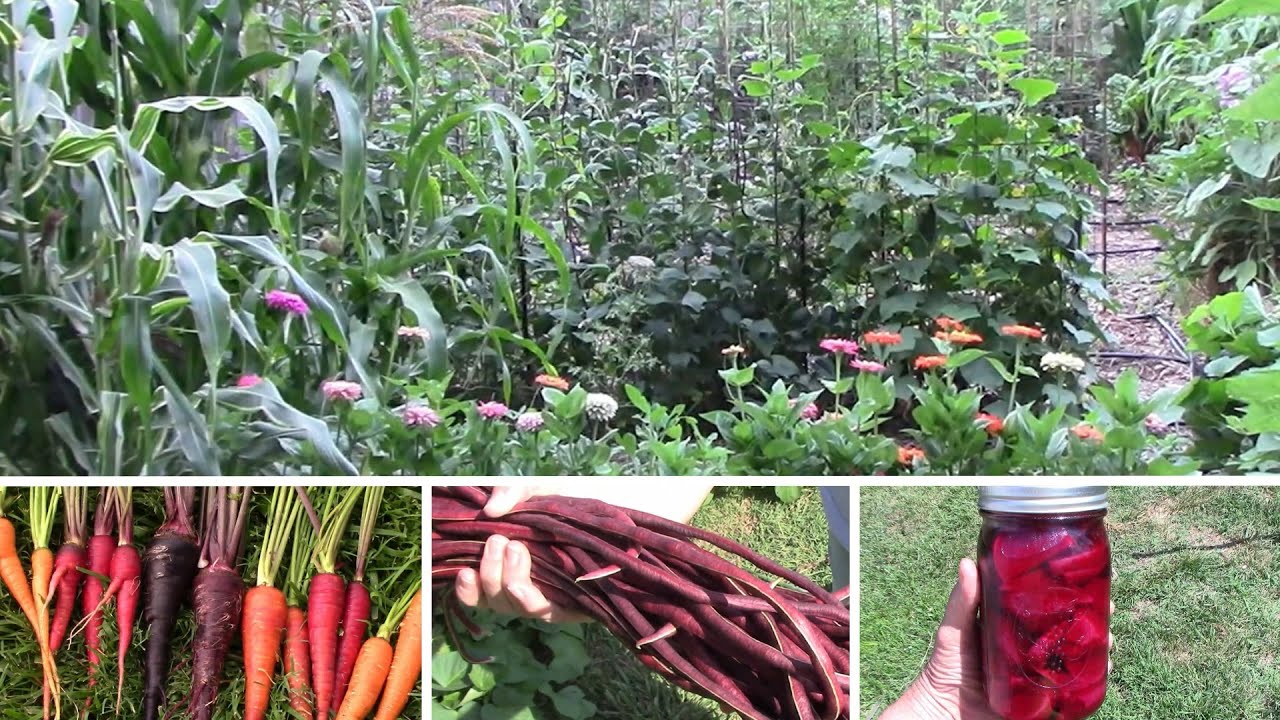 July Gardening Update For Our Zone 6b Garden - Lots of Harvesting Here ...