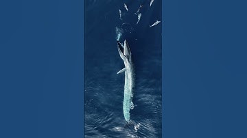 Amazing Aerial View of Whale Feeding    ViralHog