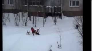 Дворник спас девушку от стаи собак жесть Дворник спас девушку от стаи собак жесть