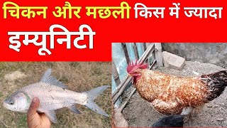 इमयनट कस म जयद चकन य मछल म Sundar Bihar