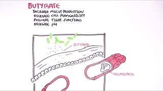 The Hungry Microbiome: What are the molecular effects of butyrate?