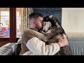 Jealous Husky Just Wants To Be Loved!😭💔.