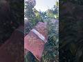 Calon panen melimpah,kelengkeng#kelengkeng #berkebun #kebunsampingrumah #viral #trending #shorts