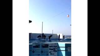 Explore at Noto-jima Aqurium