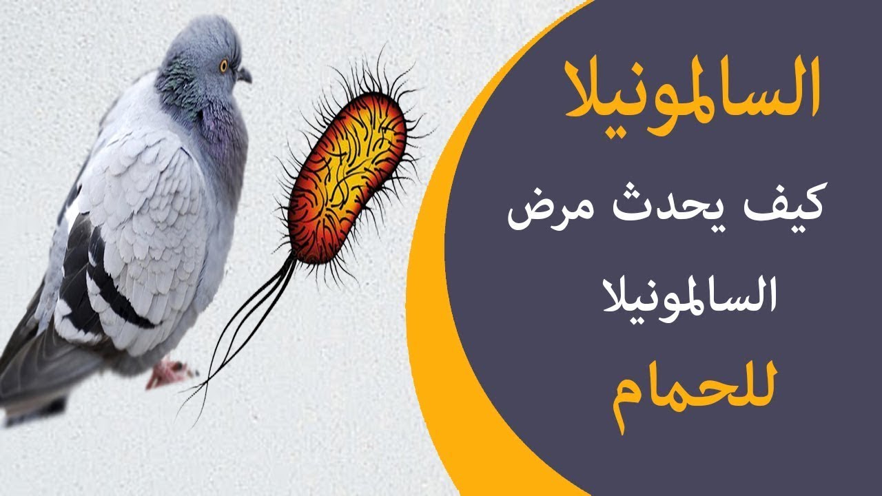 علاج السالمونيلا وطرق الوقايه (الباراتيفويد)