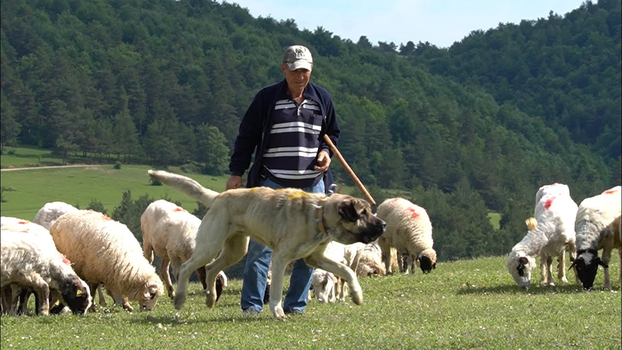 KARADENİZ YAYLALARIN DA KURTLARLA MÜCADELE !! KÖYÜNE DÖNDÜ TÜRK ÇOBAN KÖPEKLERİ İLE ÇOBANLIK YAPIYOR