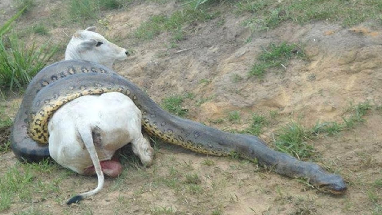 Esta COBRA GIGANTE capturou uma VACA NO MATO