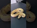 ボールパイソン ファイア ディスコ イエローベリー クラウンの絵に描いたような美しさを伝えたい【ペット動画】#shorts