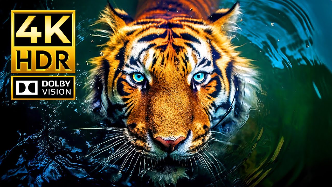 Stunning Animal World