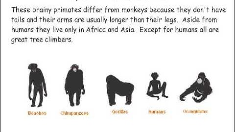 Primate Classification