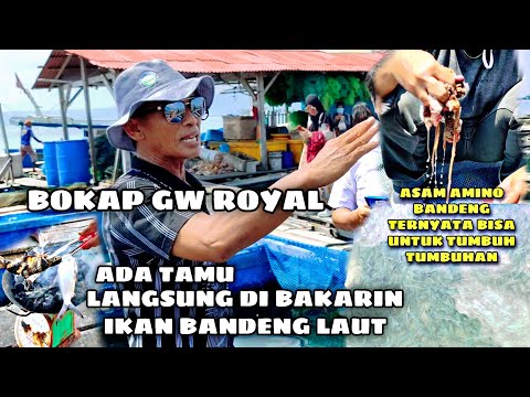 Ikan Bandeng Laut Atau Sungai
