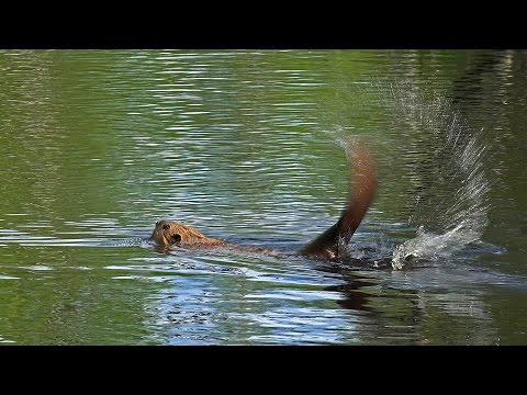 Video: Kuinka kauan majavalla kestää pureskella puun läpi?